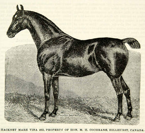 1893 Wood Engraving Hackney Mare Vina 4853 Cochrane Horse Equestrian CCG2