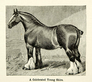 1893 Wood Engraving Nyn Hitchin Duke Bay Ransom Horse Shire Young CCG2