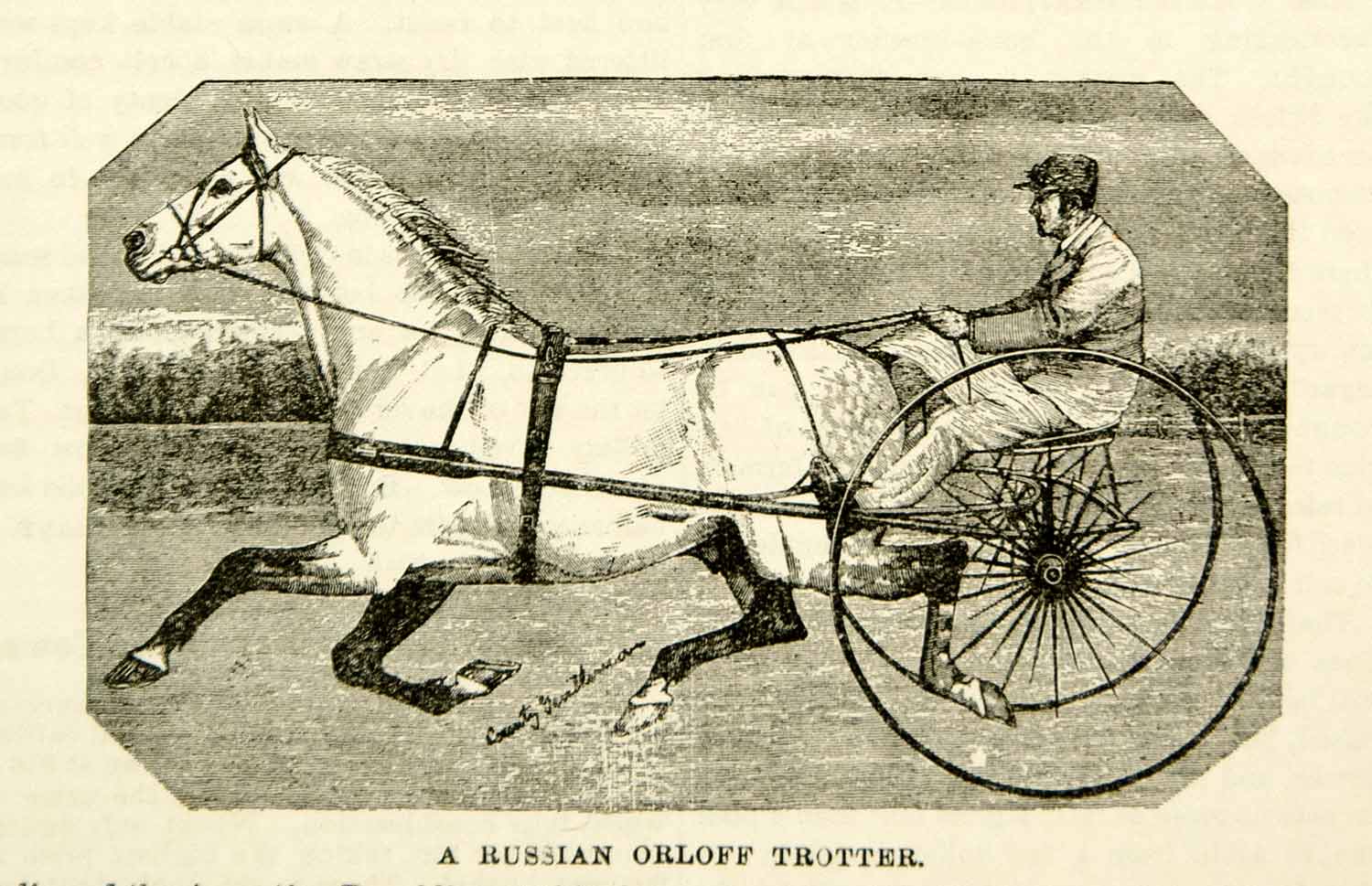 1893 Wood Engraving Russian Orloff Trotter Horse Equestrian Racer Jockey CCG2