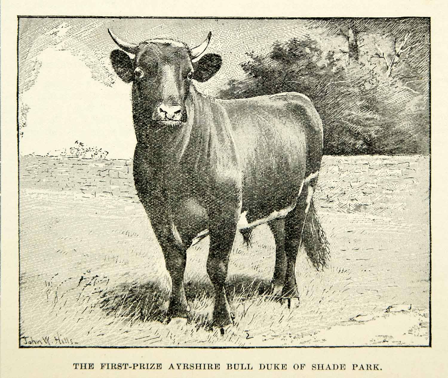 1894 Print Winning Ayrshire Bull Duke Shade Park Livestock Prize Cattle CCG2