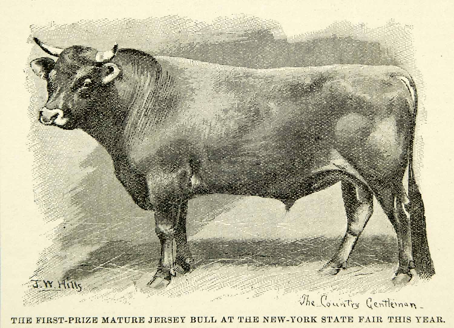 1894 Print Jersey Bull New York State Fair Prize-Winning Specimen Livestock CCG2