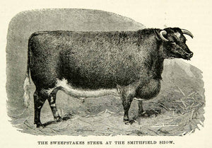 1895 Wood Engraving Steer Cow Smithfield Club Show Masterpiece Short-Horn CCG2