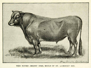 1895 Print Jersey Sire Exile St Lambert 13657 Cow Bull Livestock Cattle CCG2
