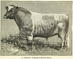 1895 Print Polled Durham Bull Cattle Livestock Breed Specimen Roan Duke CCG2