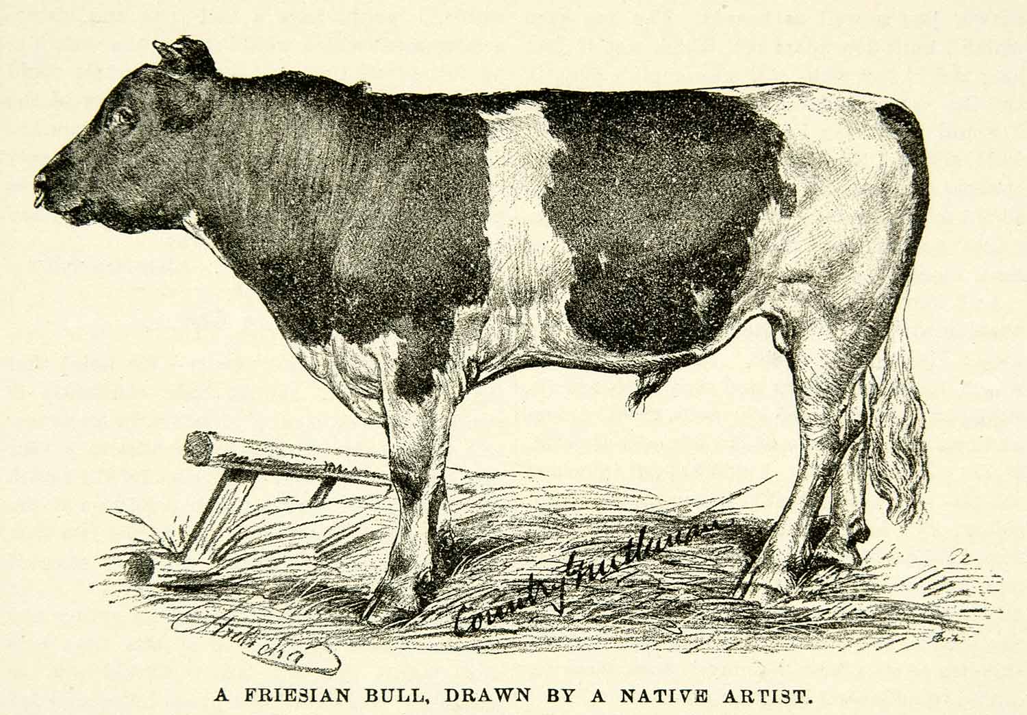 1895 Print Friesian Bull Cow Dutch January 1 Specimen Milk Beef Livestock CCG2