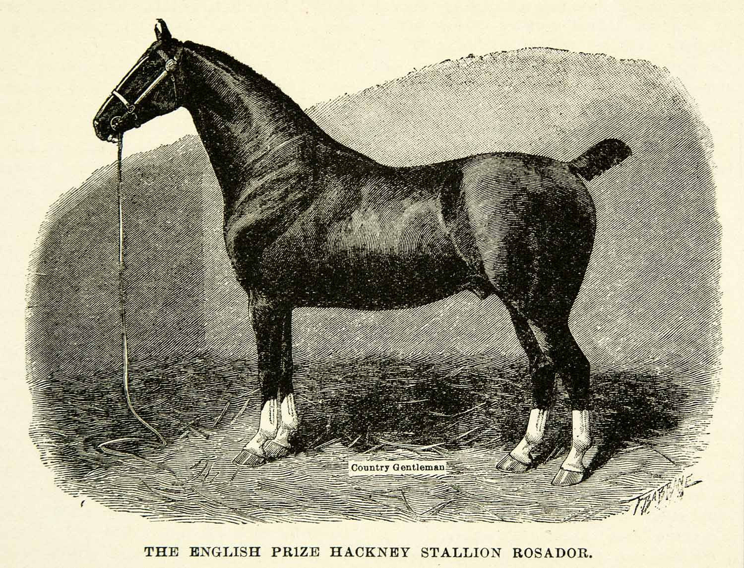 1895 Wood Engraving English Prize Hackney Stallion Rosador Horse Equestrian CCG2 - Period Paper
