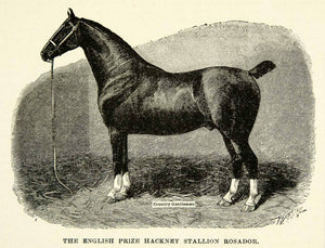 1895 Wood Engraving English Prize Hackney Stallion Rosador Horse Equestrian CCG2 - Period Paper
