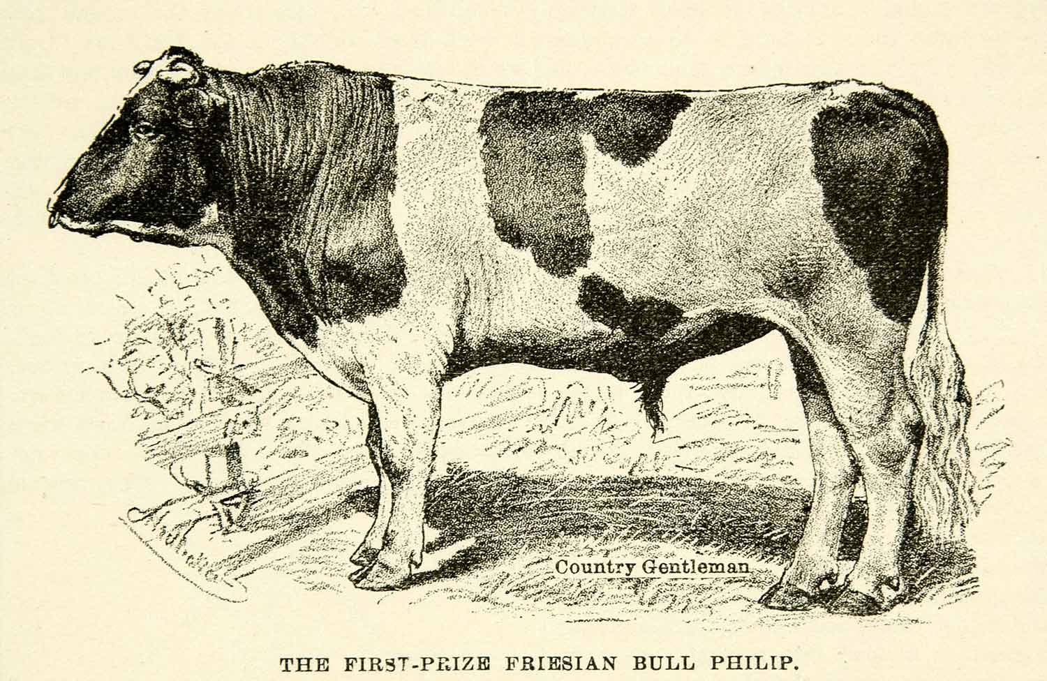 1895 Print Friesian Bull Philip 1708 Reinder Kuperus Juw Dekema Cow 899 CCG2