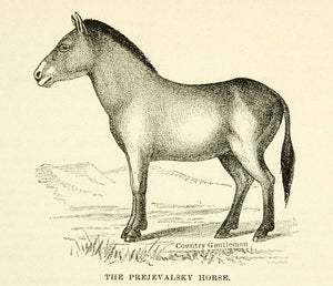 1895 Print Prejevalsky Horse Asiatic Equestrian Mixed Breed Asian Specimen CCG2