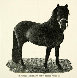 1896 Print Imported Shetland Pony Little Wonder Harter Mills Equestrian CCG2