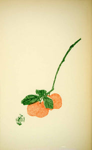 1953 Lithograph Spray Persimmon Fruit Green Orange Chen Shi-Tseng Chinese Art - Period Paper
