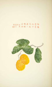 1953 Lithograph Chinese Art Lichih Lychee Fruit Twig Leaf Yellow Orange Green