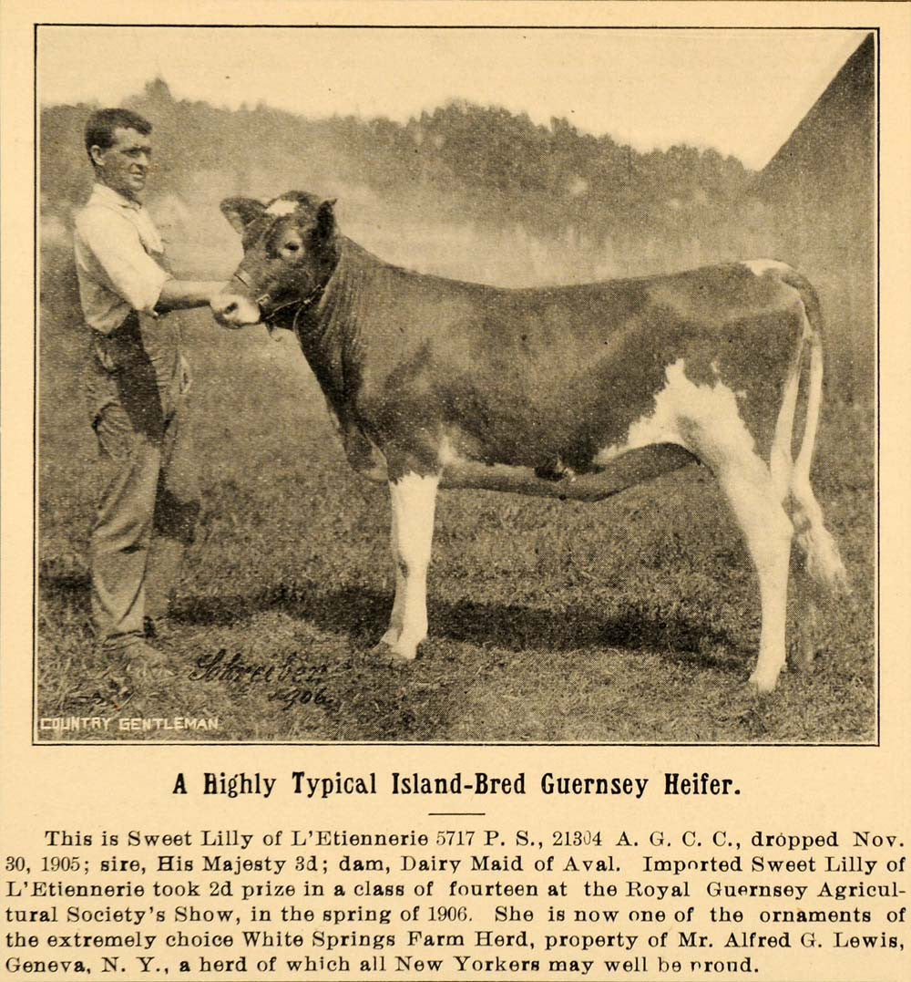 1907 Ad Alfred G Lewis Genevea White Springs Farm Herd - ORIGINAL CG1 - Period Paper
