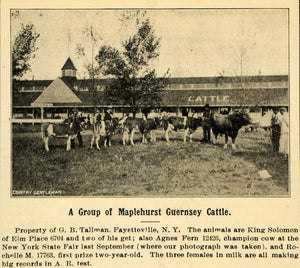 1907 Ad Maplehurst Guernsey Cows Tallman Fayetteville - ORIGINAL ADVERTISING CG1