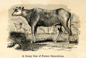 1898 Wood Engraving Old Jersey Cow Breed Livestock Cattle Farm Animal Udder CG3