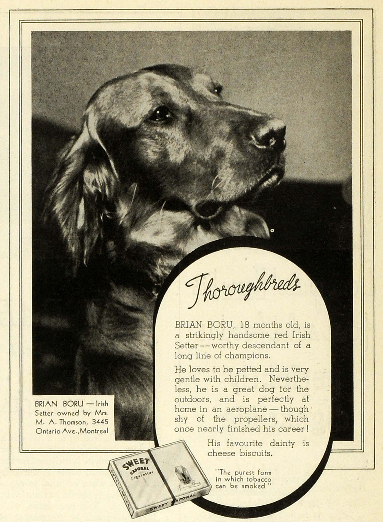 1938 Ad Sweet Caporal Cigarettes Irish Setter Mrs. M. A. Thomson Montreal CHA1