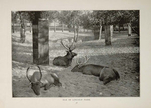 1902 Chicago Lincoln Park Boating Elk Park Orig. Print ORIGINAL HISTORIC IMAGE