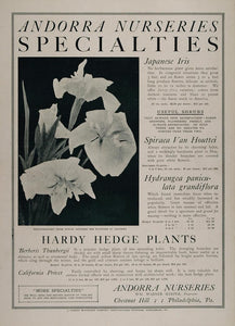 1902 Ad Andorra Nurseries White Japanese Iris Flowers - ORIGINAL ADVERTISING CL1
