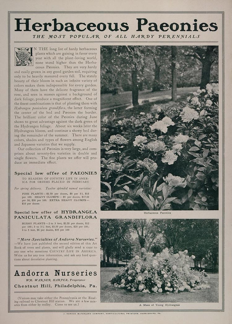 1902 Ad Andorra Nurseries Herbaceous Peony Hydrangea - ORIGINAL ADVERTISING CL1