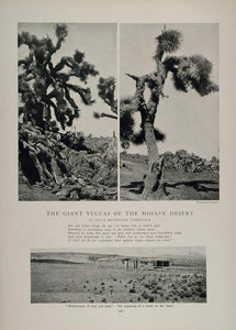 1902 Print Giant Yuccas Mojave Desert Anna B. Comstock ORIGINAL HISTORIC CL1