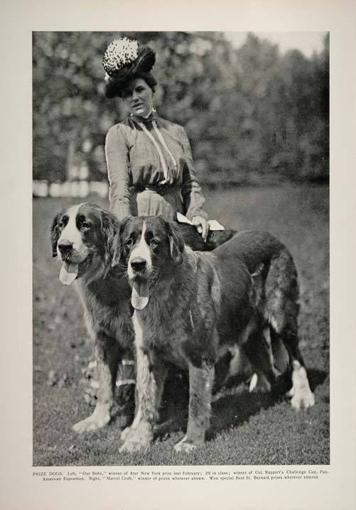 Saint Bernard History: The Original Rescue Dogs of the Italian-Swiss Border  – American Kennel Club