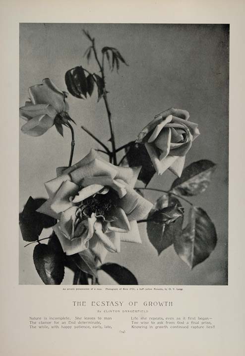 1902 Print Reve d'Or Yellow Noisette Rose O. V. Lange ORIGINAL HISTORIC CL1