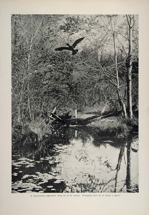 1902 Print Black-Crowned Night Heron Bird Alfred Meyer ORIGINAL HISTORIC CL1