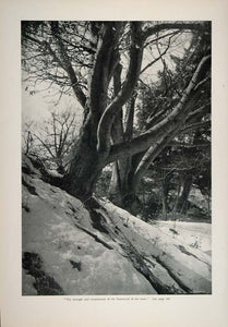 1901 Print Winter Snow Landscape Trees Branch W C Baker ORIGINAL HISTORIC CL1