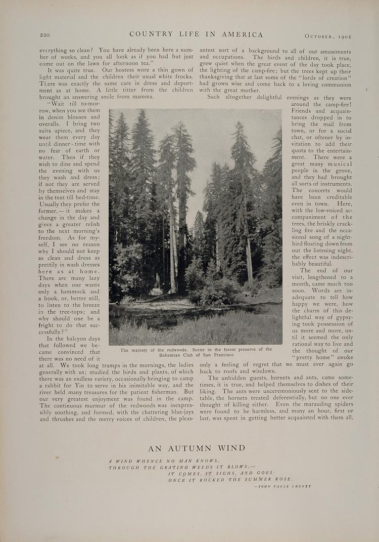 1902 Article Vintage Camping Kitchen Redwood California - ORIGINAL CL1