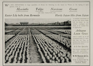1902 Ad W. W. Rawson Hyacinth Field Hillegom Holland - ORIGINAL ADVERTISING CL1
