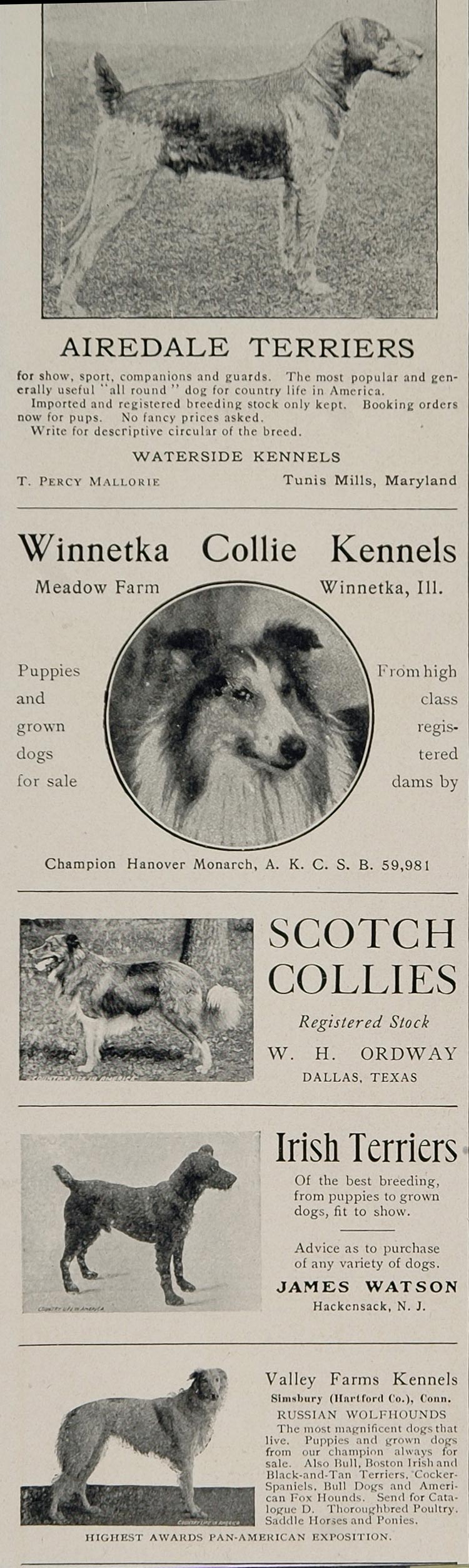 1902 Ad Airedale Terrier Scotch Collie Borzoi Breeders - ORIGINAL CL1