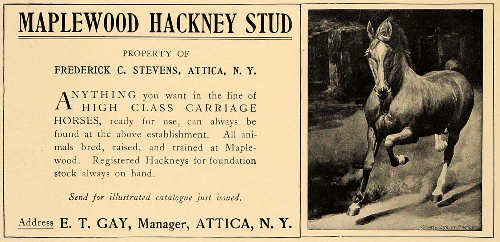 1906 Ad Maplewood Hackney Horse Frederick C. Stevens - ORIGINAL ADVERTISING CL4
