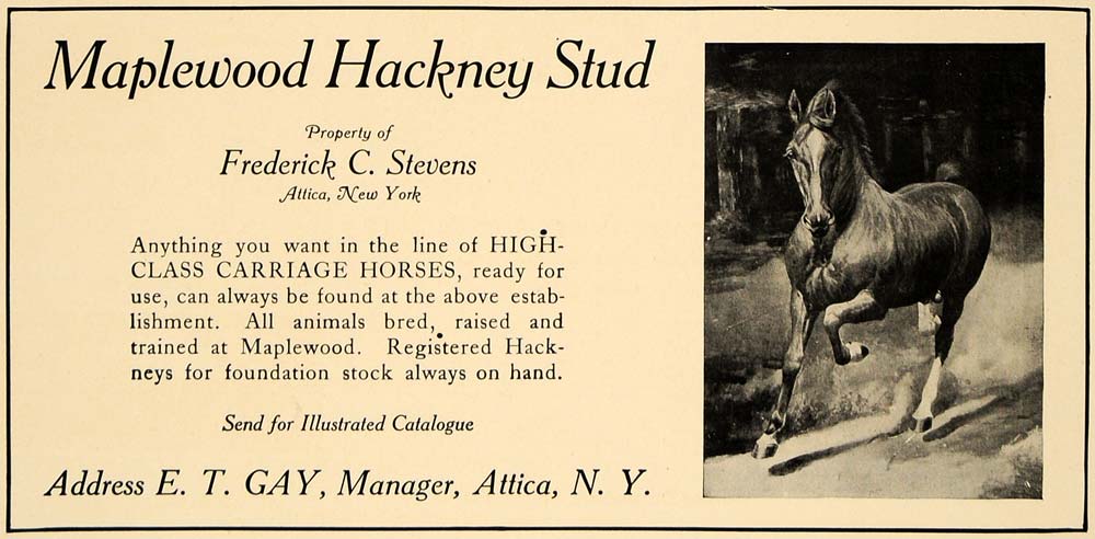 1907 Ad Maplewood Hackney Stud Carriage Horse Attica - ORIGINAL ADVERTISING CL4