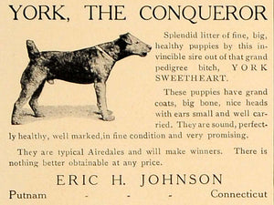 1907 Ad Eric Johnson York Dogs Litter Pedigree Airedale - ORIGINAL CL4