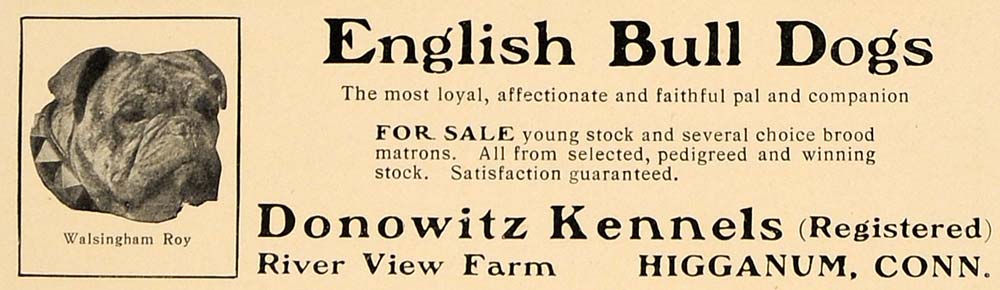 1907 Ad English Bull Dogs Donowitz Kennels Higganum - ORIGINAL ADVERTISING CL4