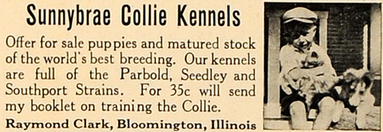 1923 Ad Sunnybrae Collie Kennels Raymond Clark Parbold - ORIGINAL CL4