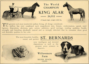 1905 Ad World Champion Horse Bernards Willowmere Farm - ORIGINAL ADVERTISING CL4