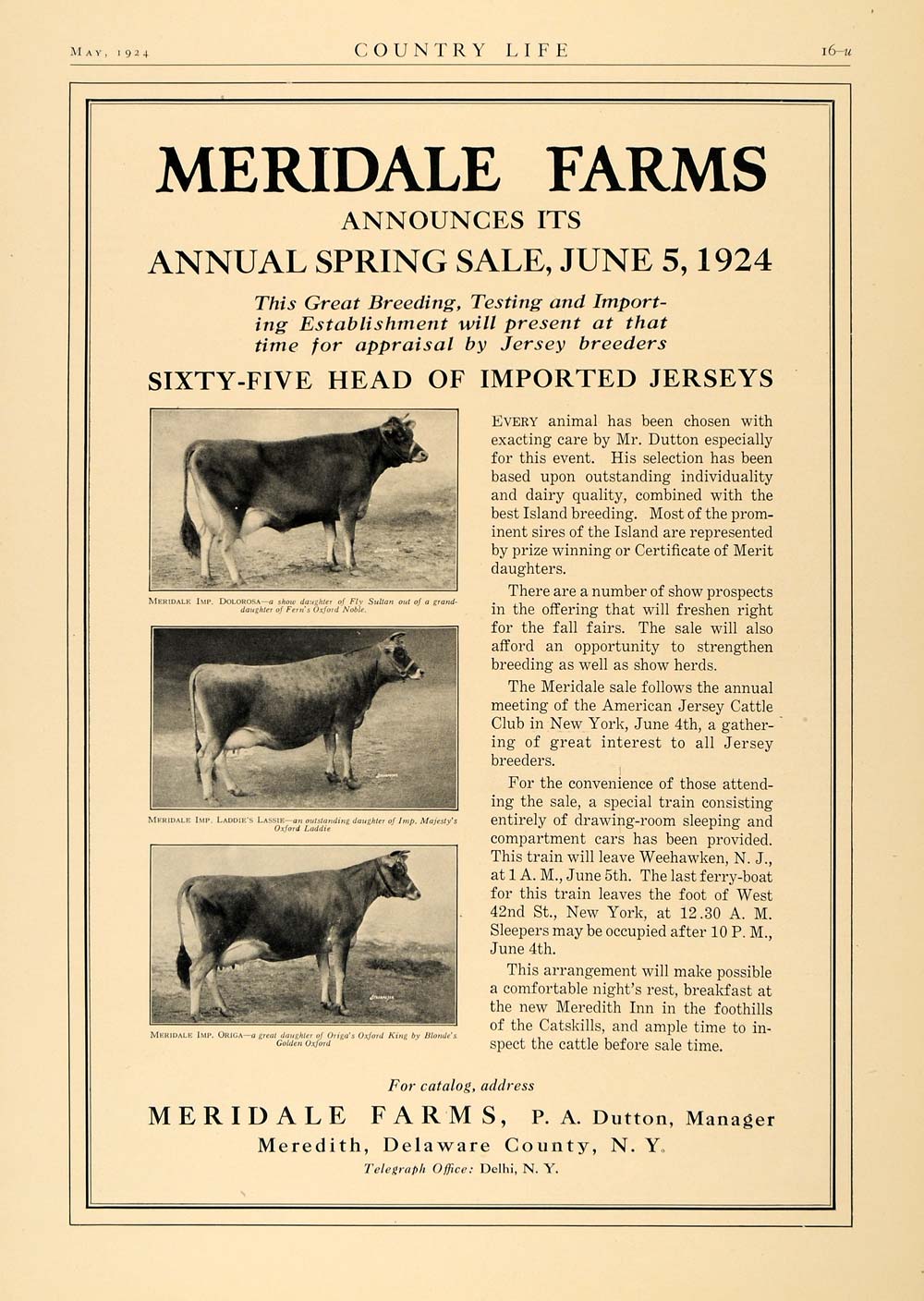 1924 Ad Meridale Farm Jersey Cows Dolorosa Lassie Origa - ORIGINAL CL4