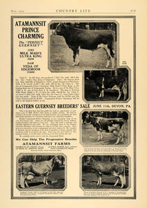 1924 Ad Atamannsit Farm Guernsey Cow Sale George Amant - ORIGINAL CL4