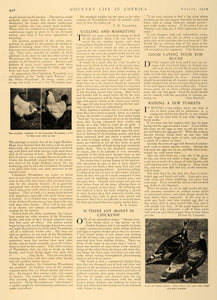 1907 Article Swine Pigs Poultry Farming Hollister Sage - ORIGINAL CL5