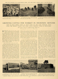 1905 Article Corn Alfalfa Raising Cattle Agriculture - ORIGINAL CL5 - Period Paper
 - 1