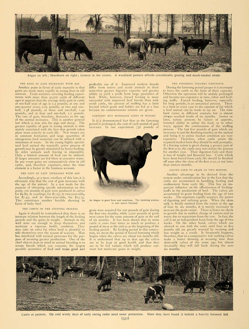1905 Article Corn Alfalfa Raising Cattle Agriculture - ORIGINAL CL5 - Period Paper
 - 2