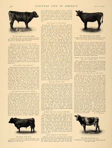 1905 Article Corn Alfalfa Raising Cattle Agriculture - ORIGINAL CL5 - Period Paper
 - 3