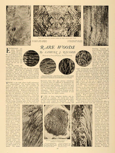 1919 Article Rare Woods Samuel J. Record Dendrology - ORIGINAL CL5