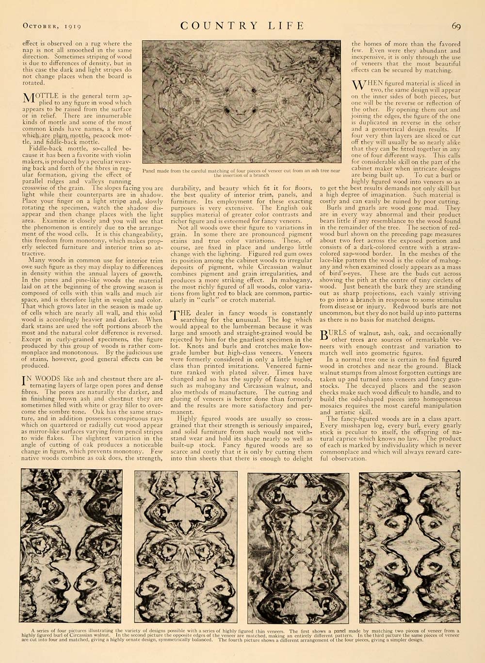1919 Article Rare Woods Samuel J. Record Dendrology - ORIGINAL CL5