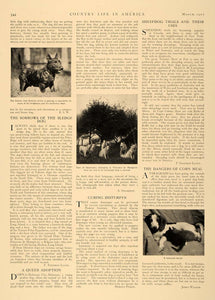 1907 Article Taming Horses Scottish Terrier Dog Breed - ORIGINAL CL5
