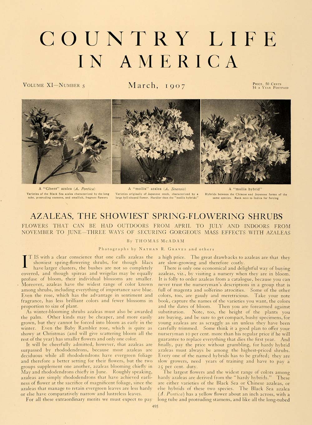 1907 Article Azaleas Varieties Flowering Decor Garden - ORIGINAL CL5