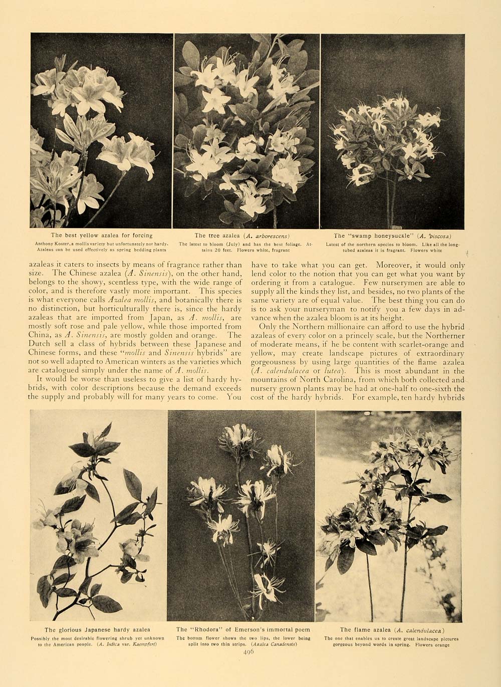 1907 Article Azaleas Varieties Flowering Decor Garden - ORIGINAL CL5