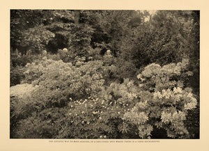 1907 Article Azaleas Varieties Flowering Decor Garden - ORIGINAL CL5