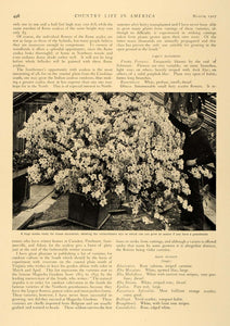1907 Article Azaleas Varieties Flowering Decor Garden - ORIGINAL CL5